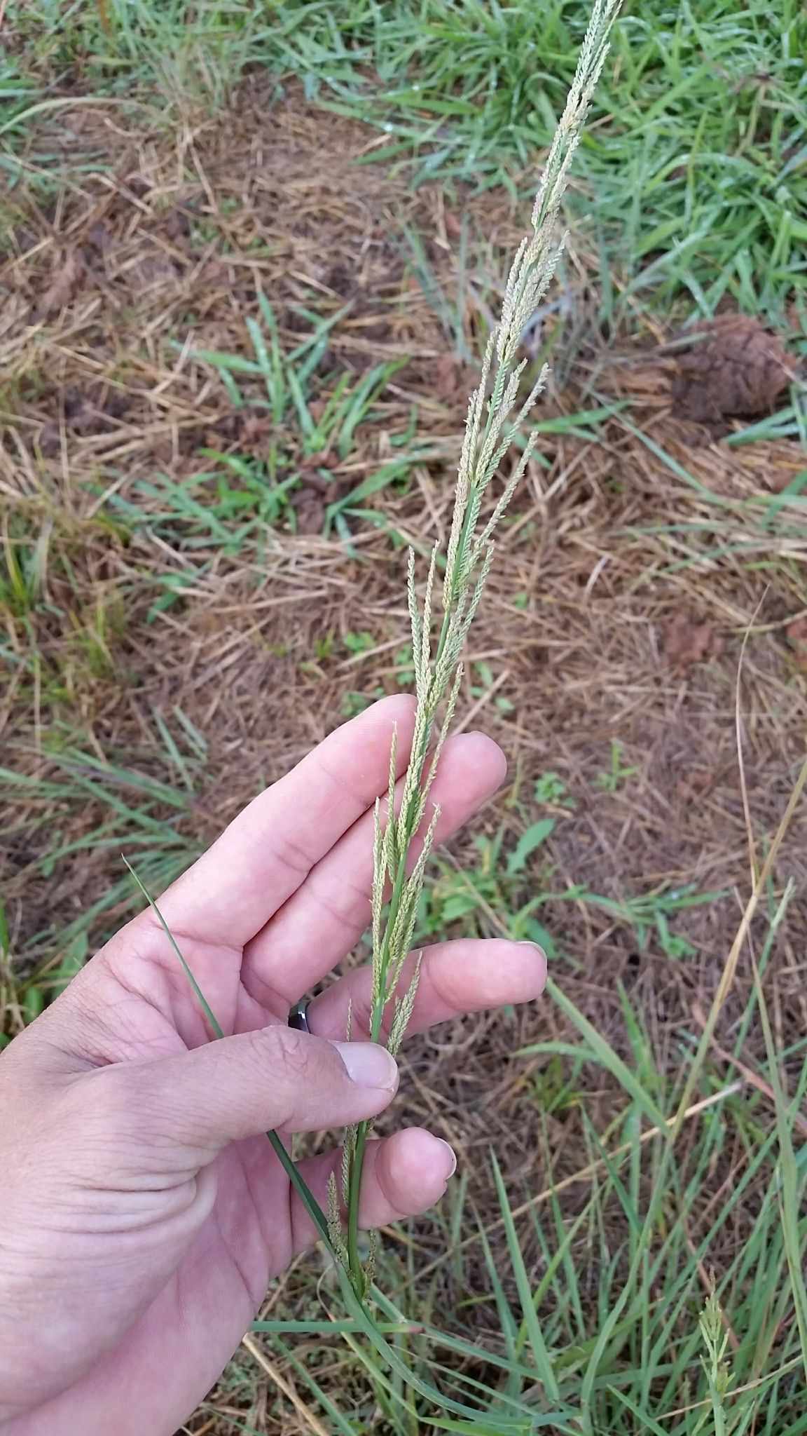 Dinebra nealleyi