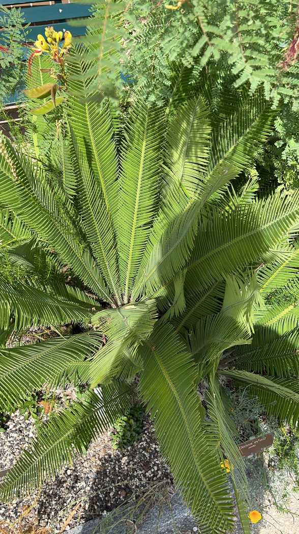 Dioon