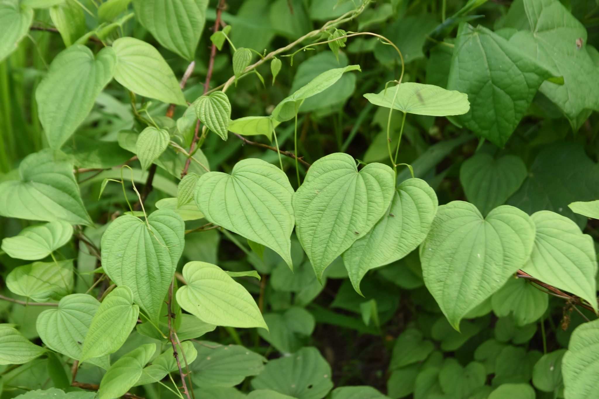 Dioscorea