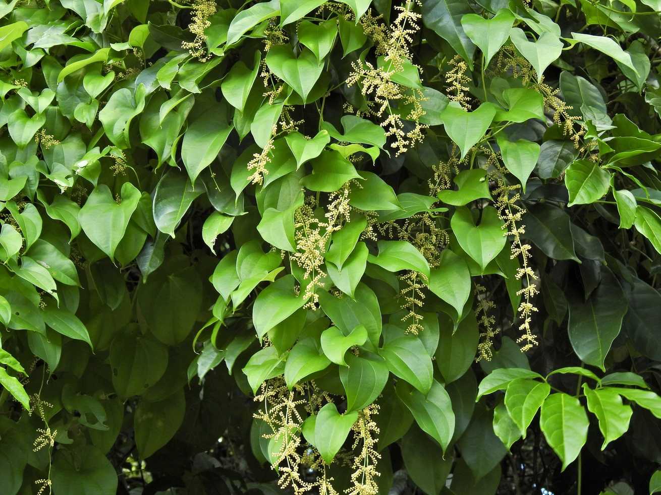 Dioscorea alata