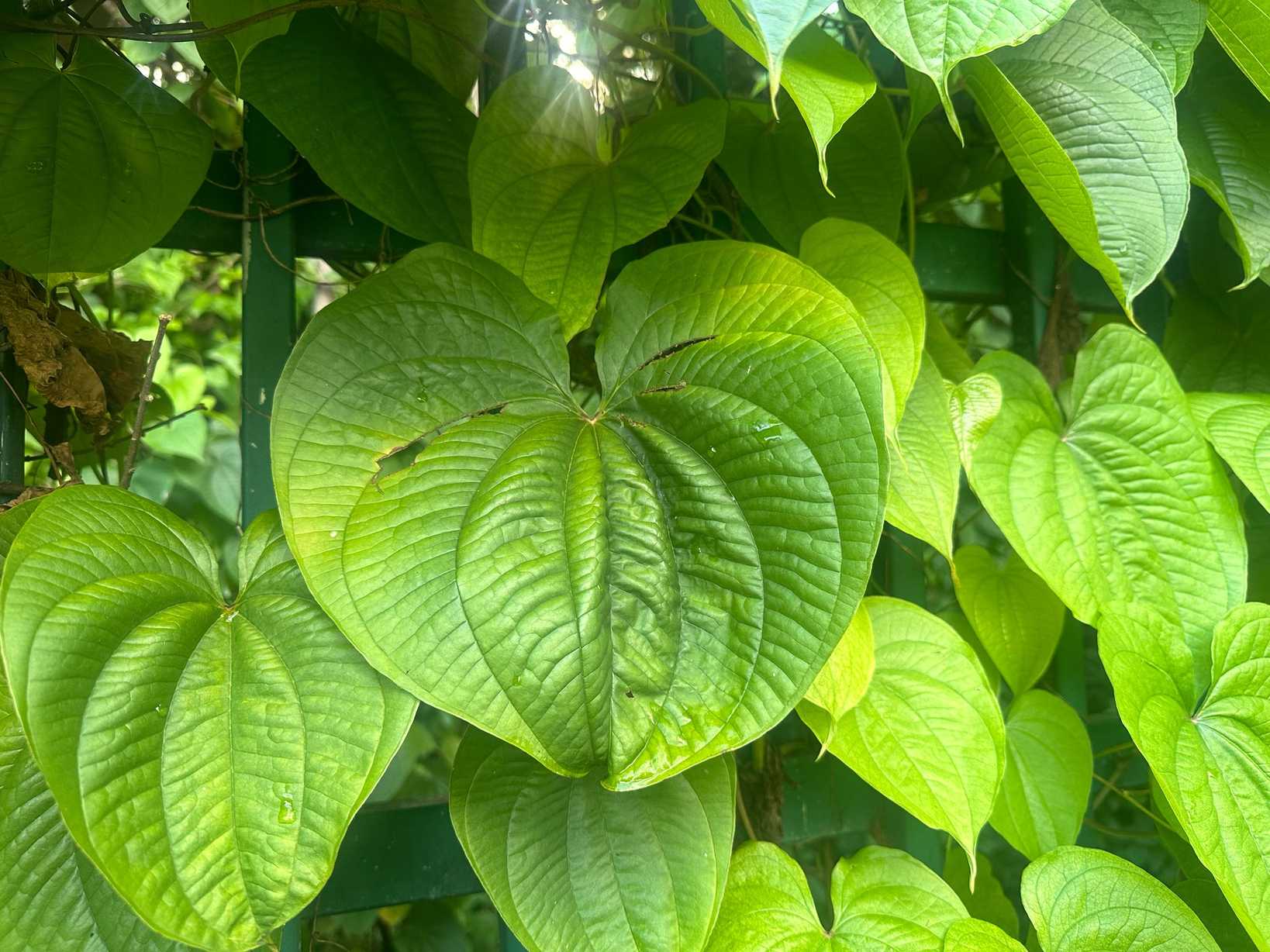 Dioscorea bulbifera