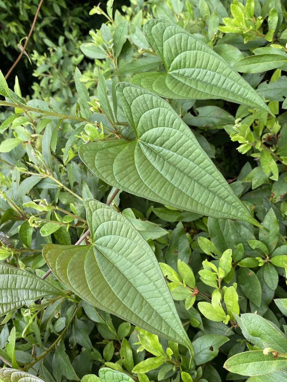 Dioscorea japonica
