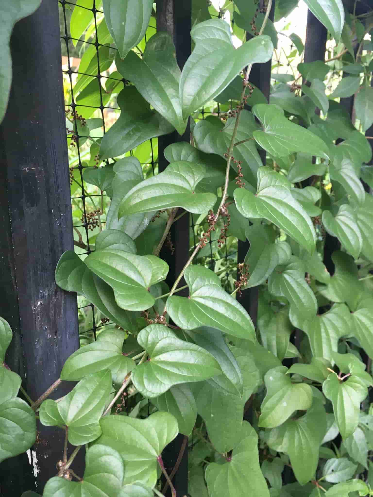 Dioscorea polystachya