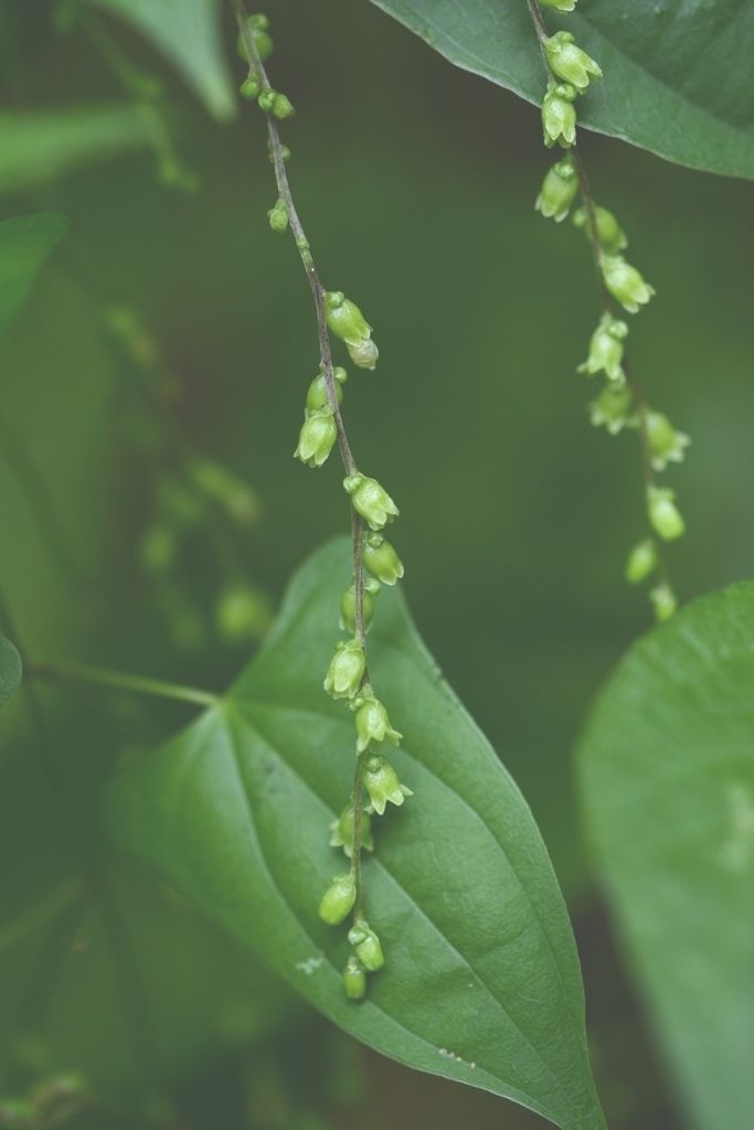 Dioscorea sp.