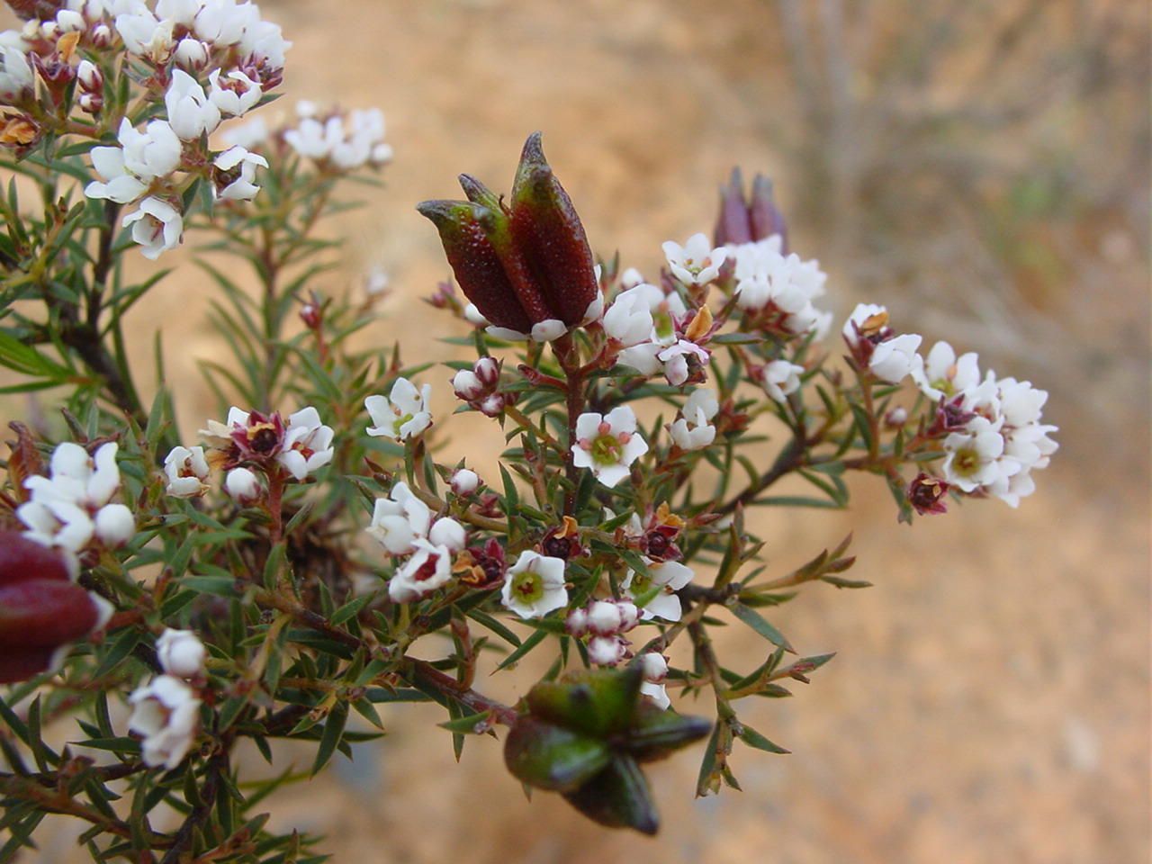 Diosma