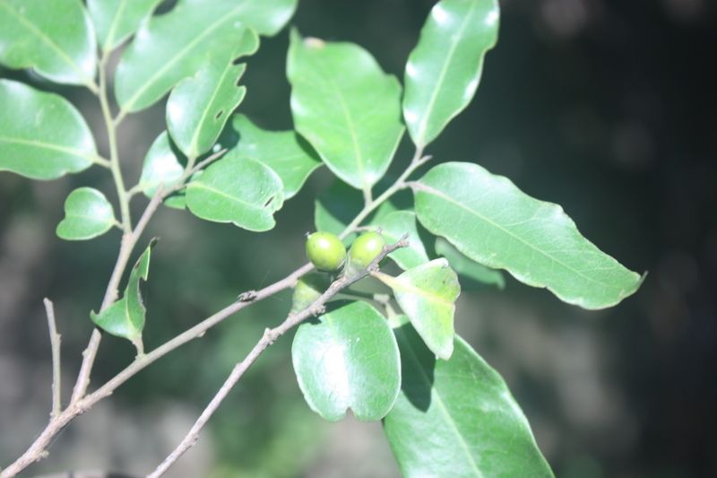 Diospyros abyssinica