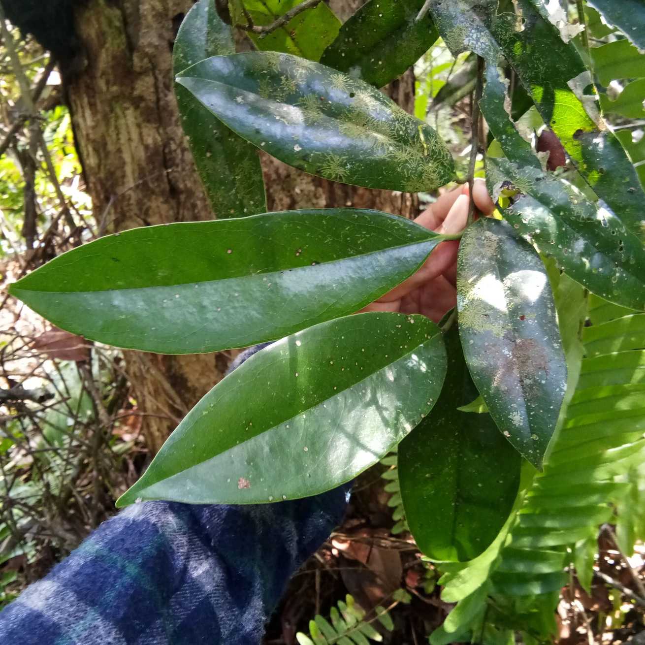 Diospyros areolata