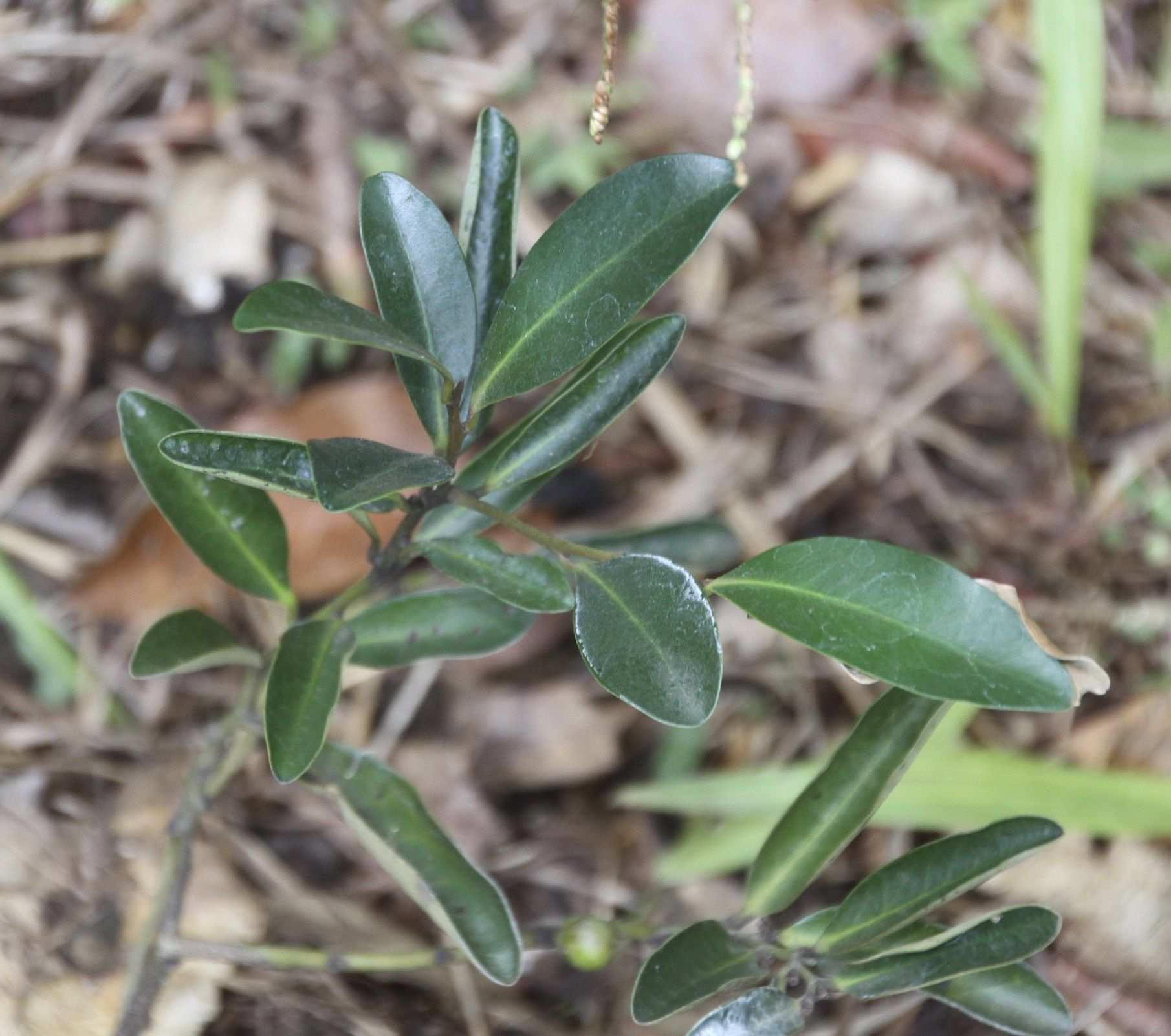 Diospyros australis