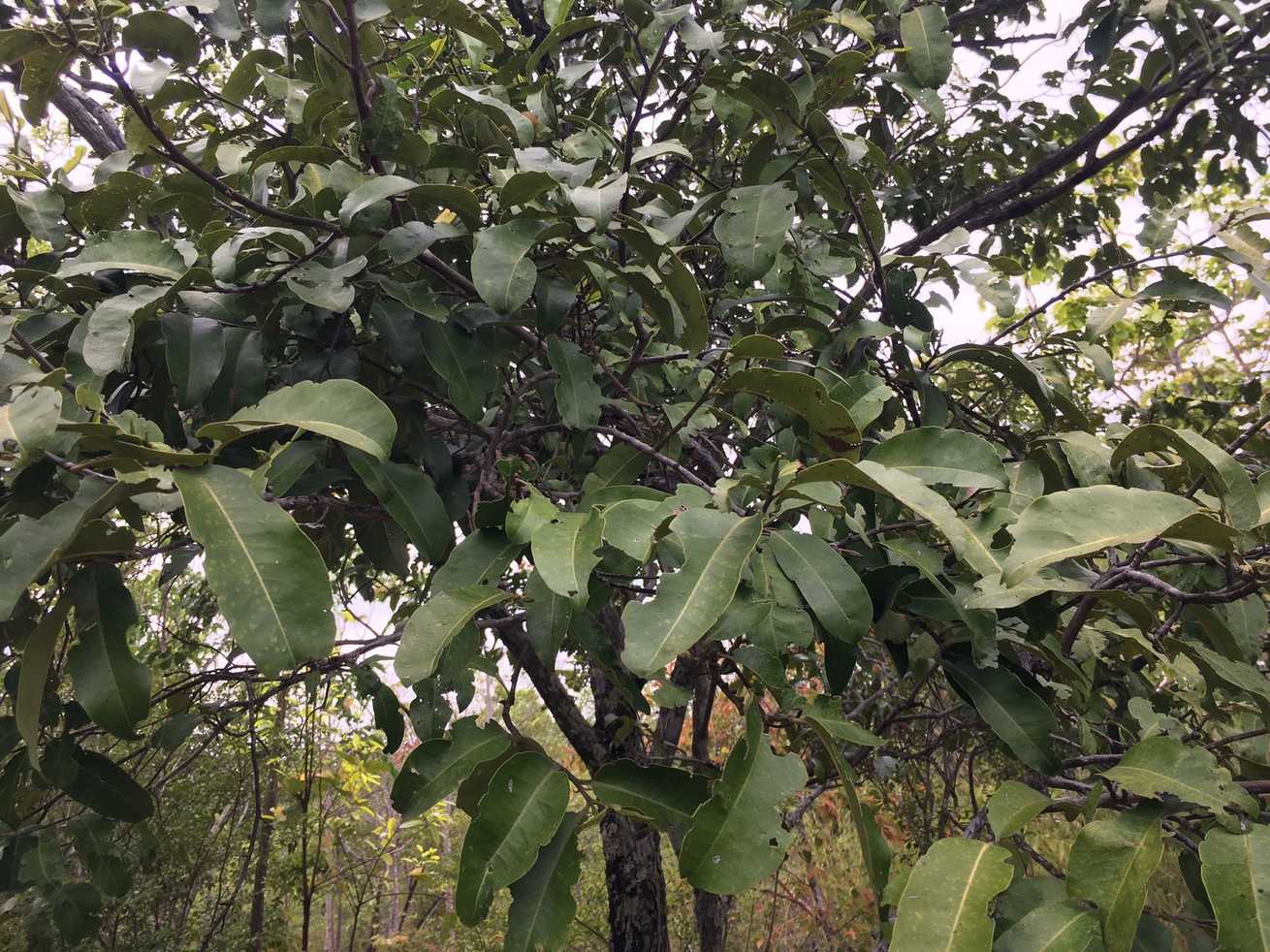 Diospyros castanea
