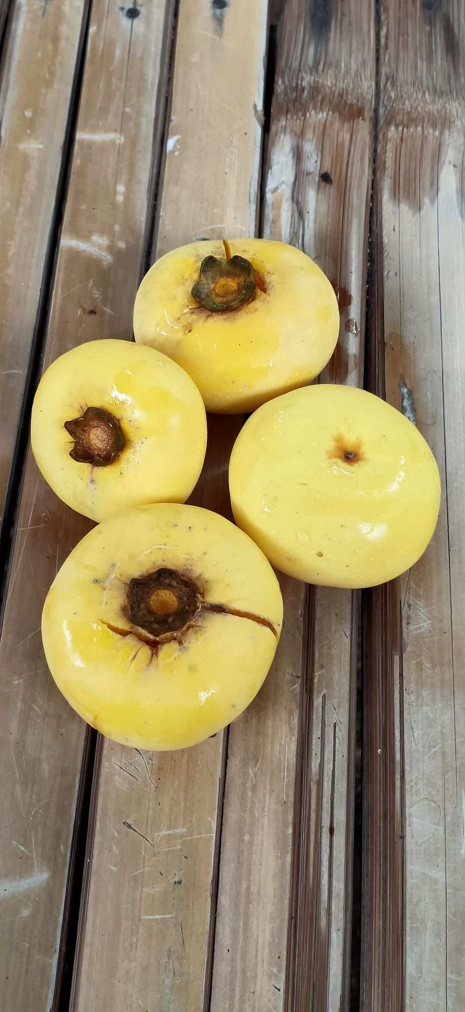 Diospyros decandra