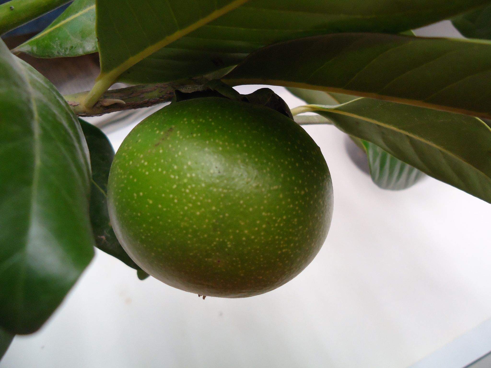 Diospyros digyna