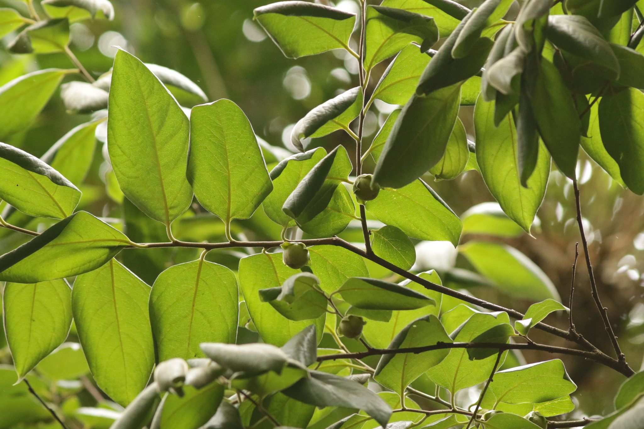 Diospyros glandulosa