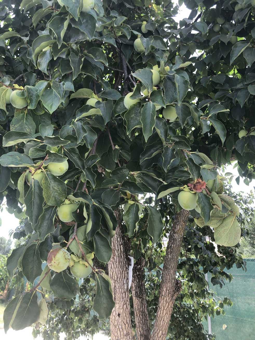 Diospyros kaki