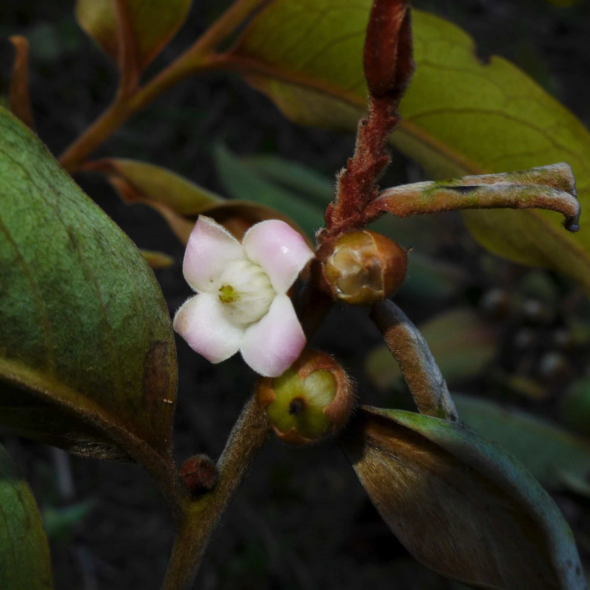Diospyros macrocarpa