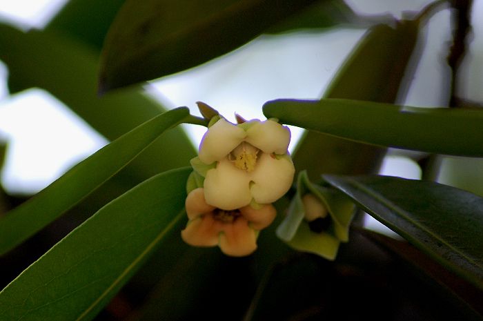 Diospyros malabarica
