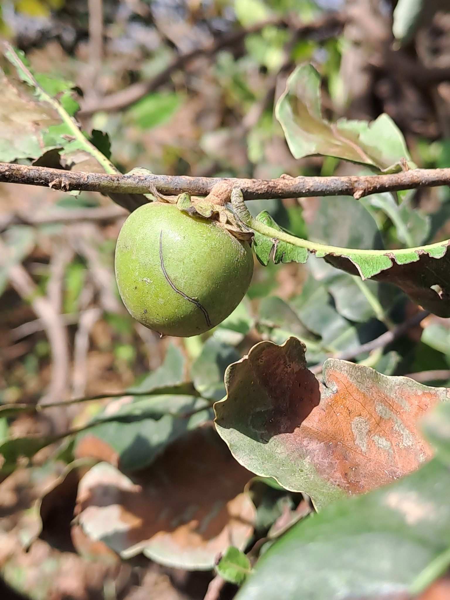 Diospyros mespiliformis