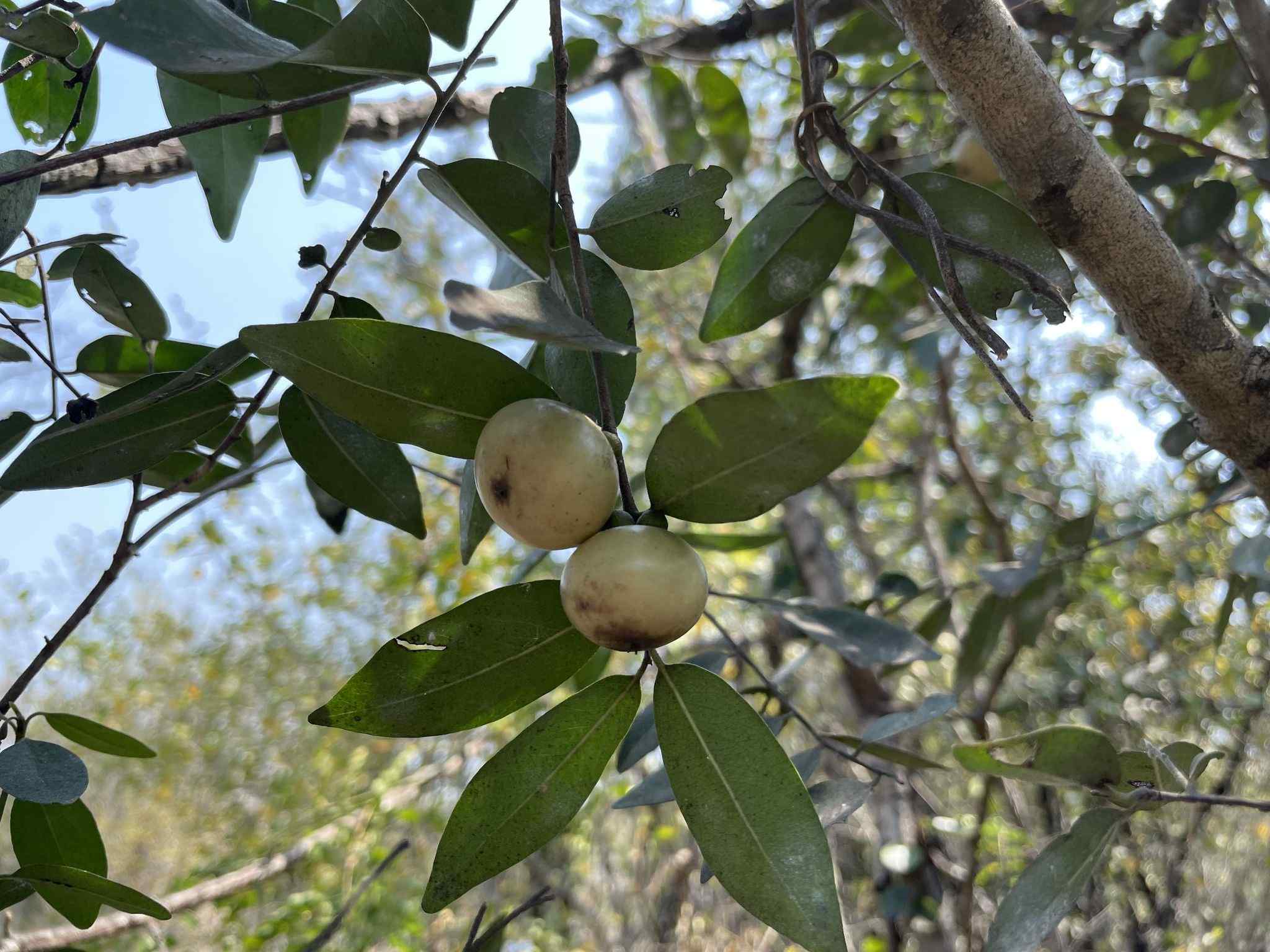 Diospyros mollis