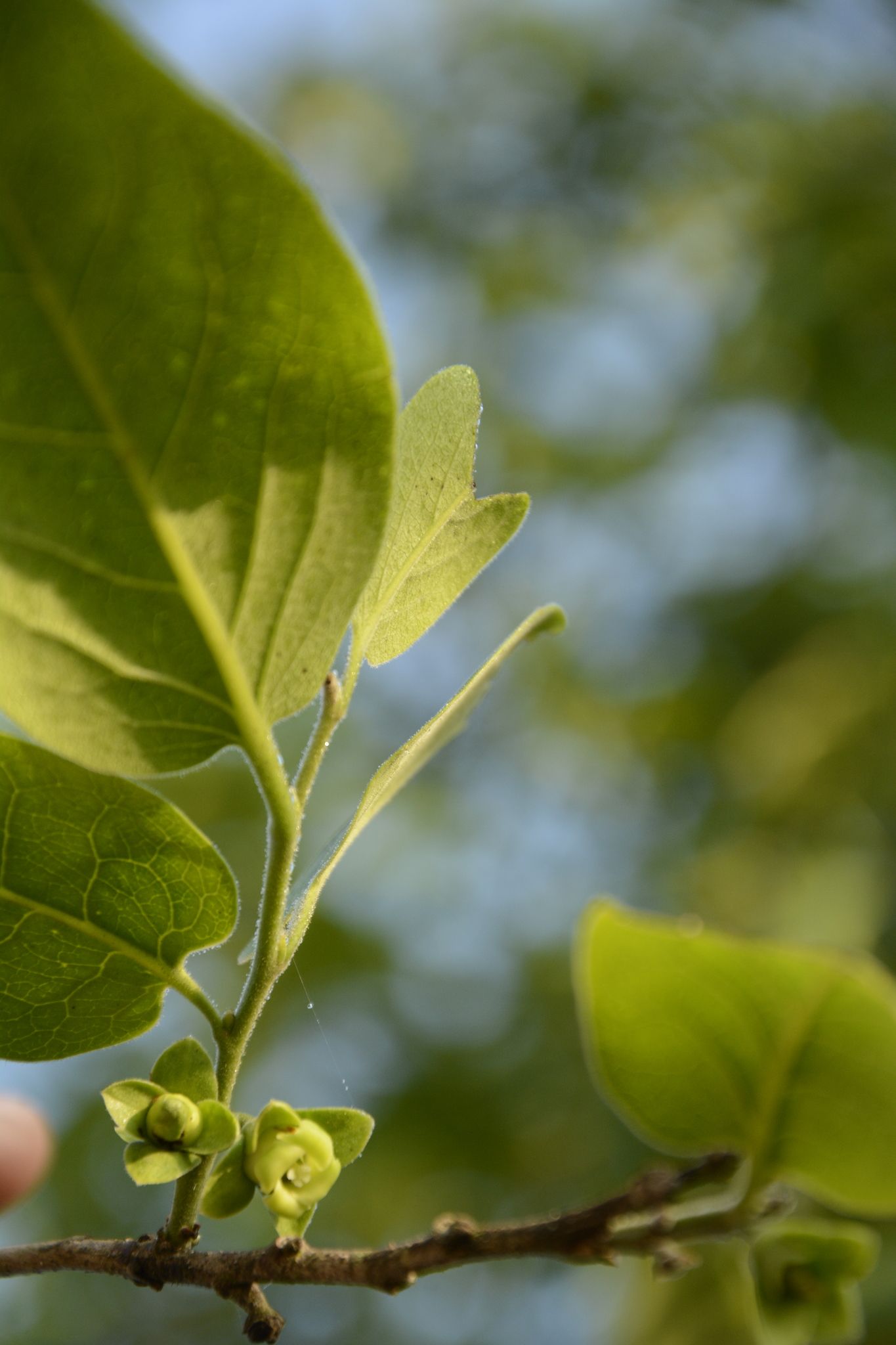 Diospyros montana