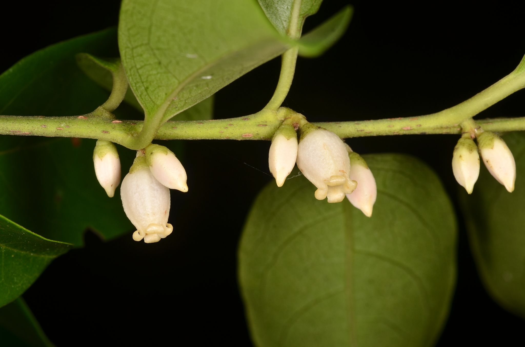 Diospyros morrisiana
