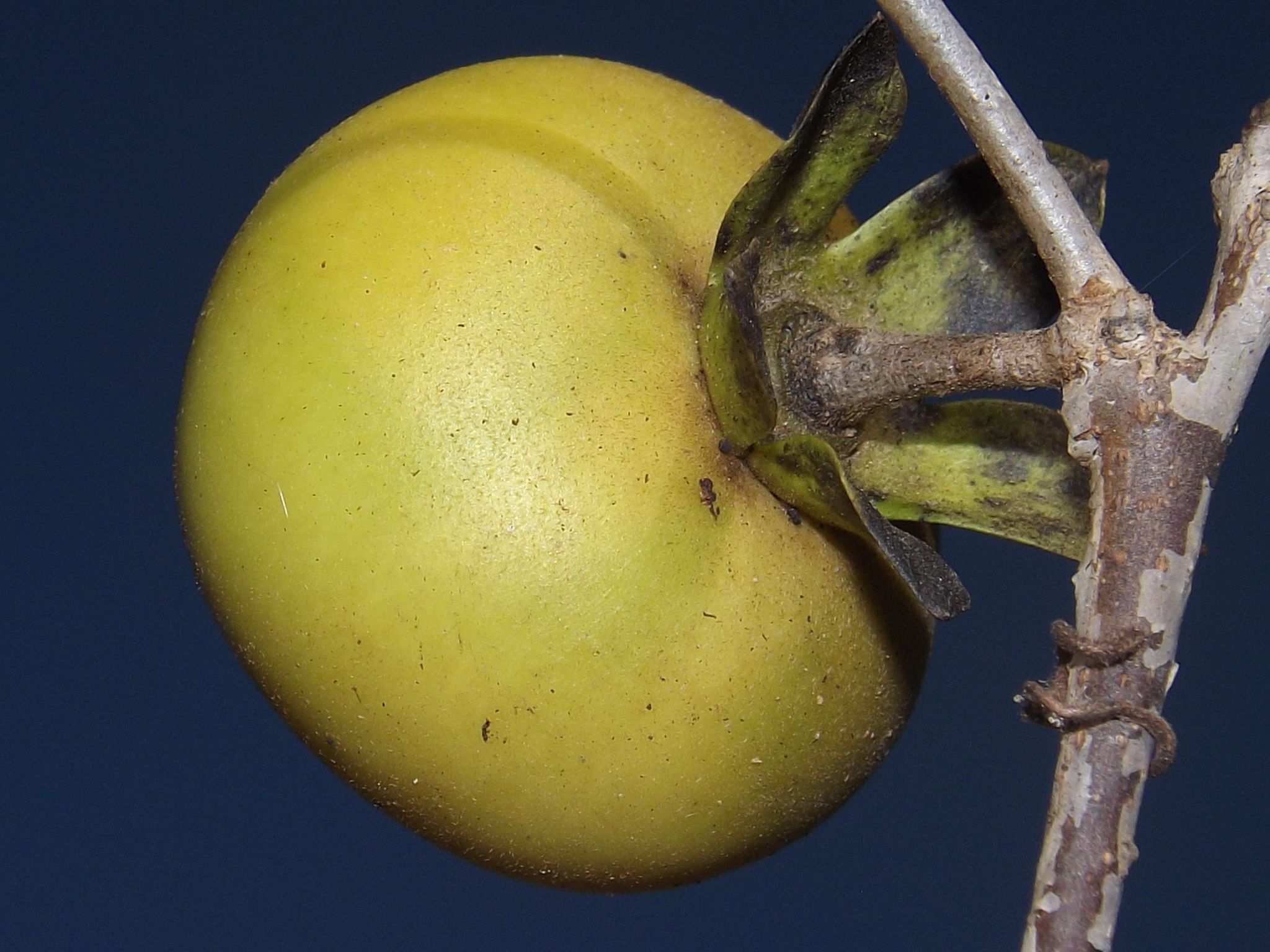 Diospyros sp.