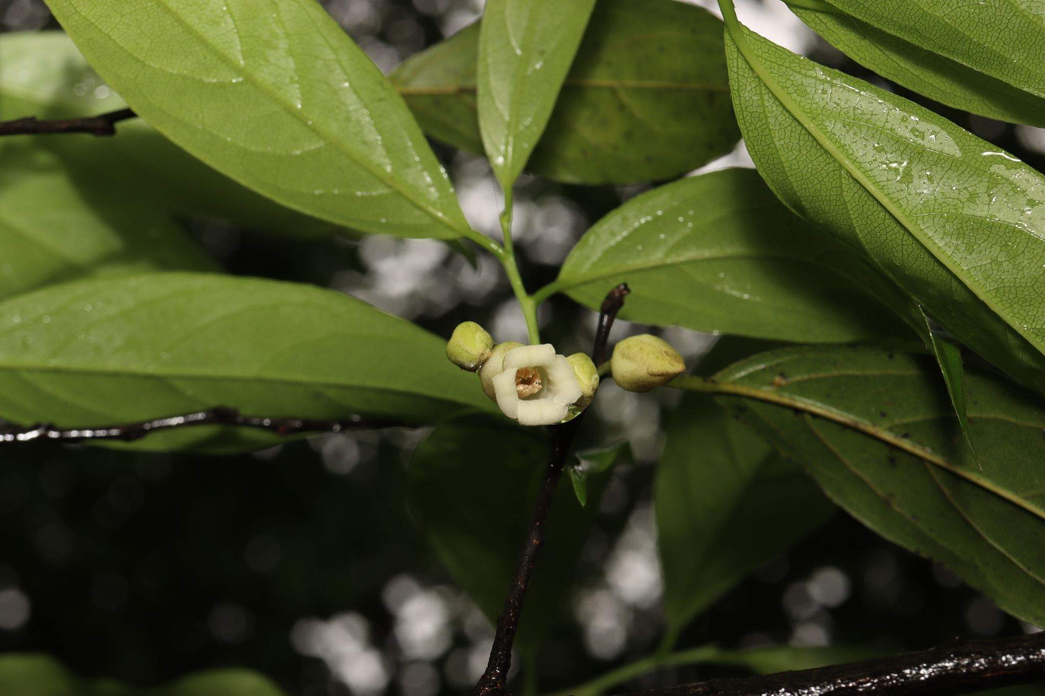 Diospyros tutcheri