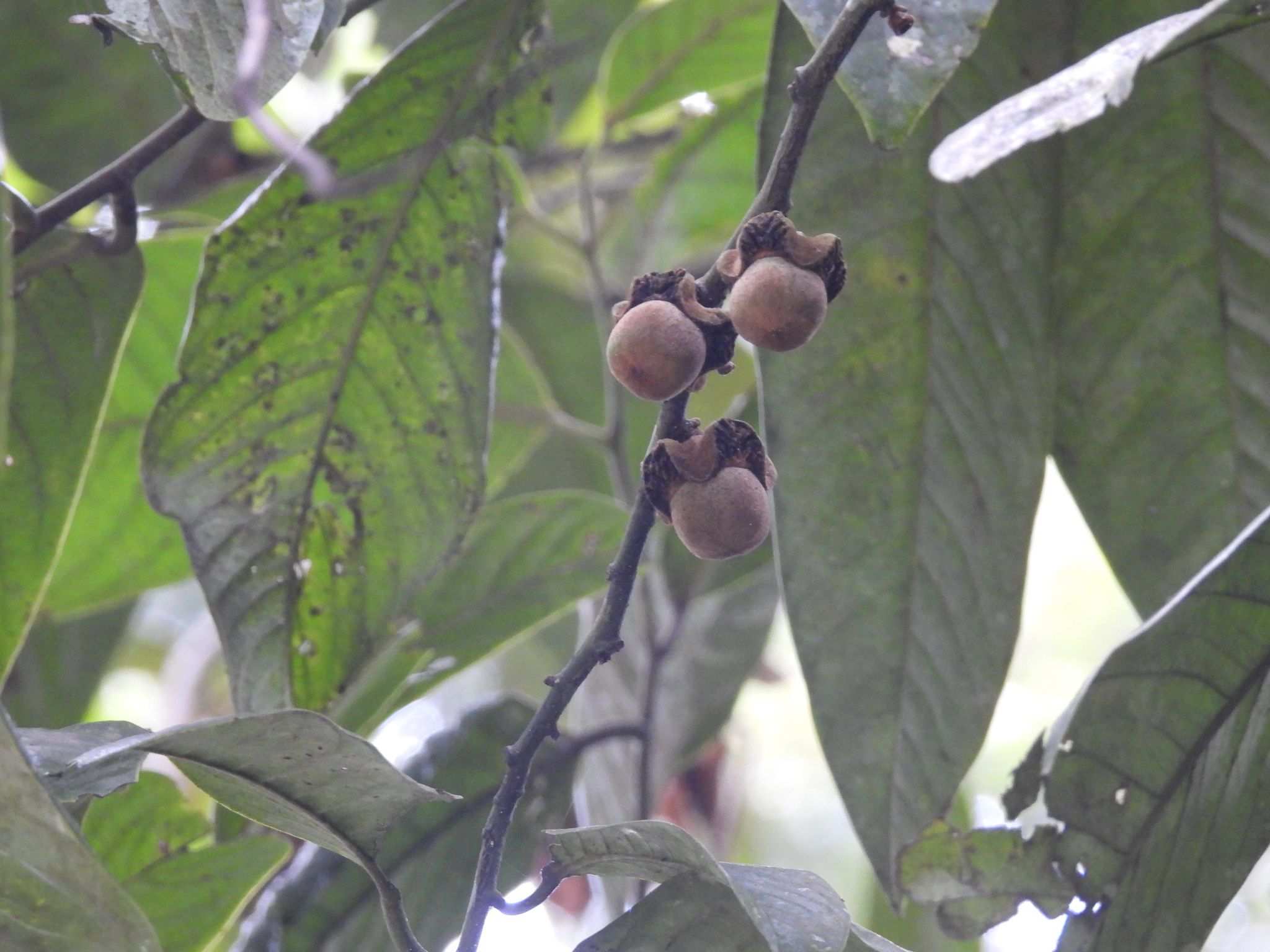 Diospyros wallichii