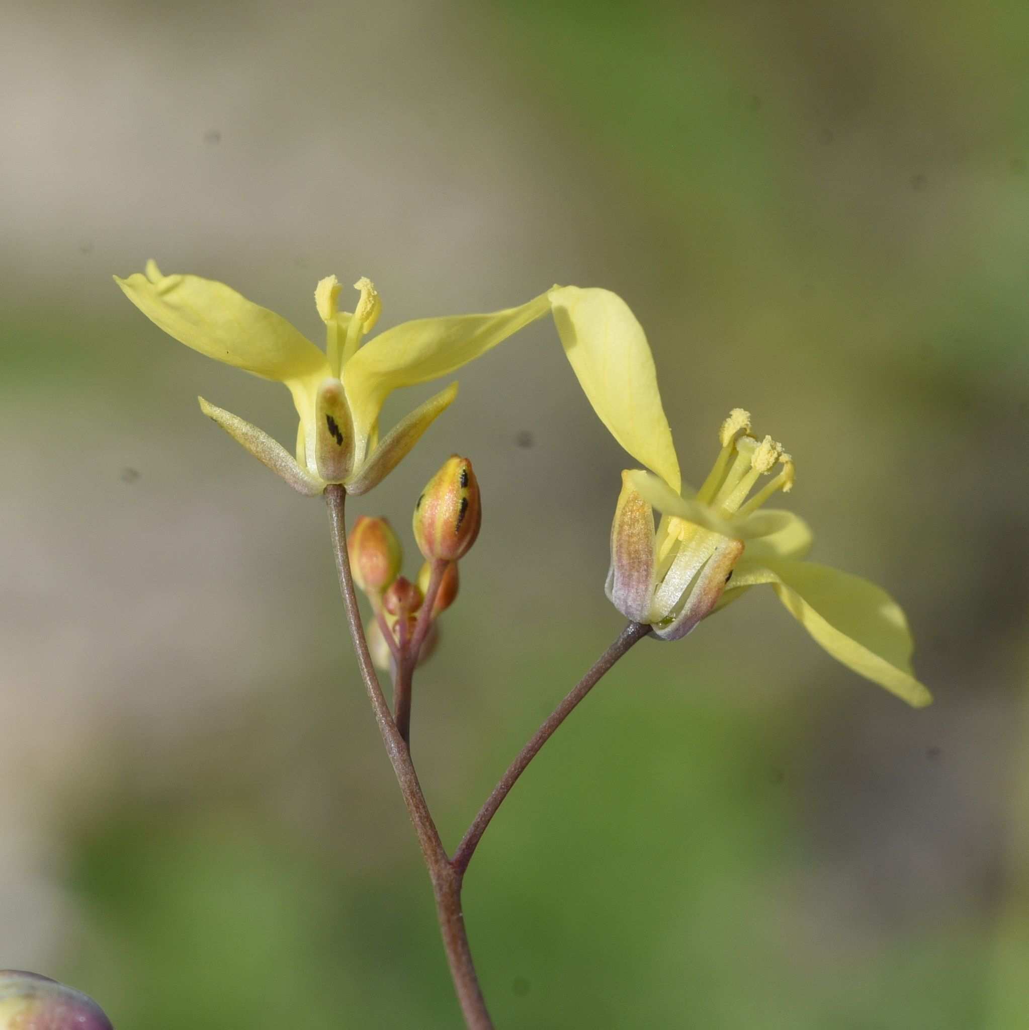 Diplotaxis catholica