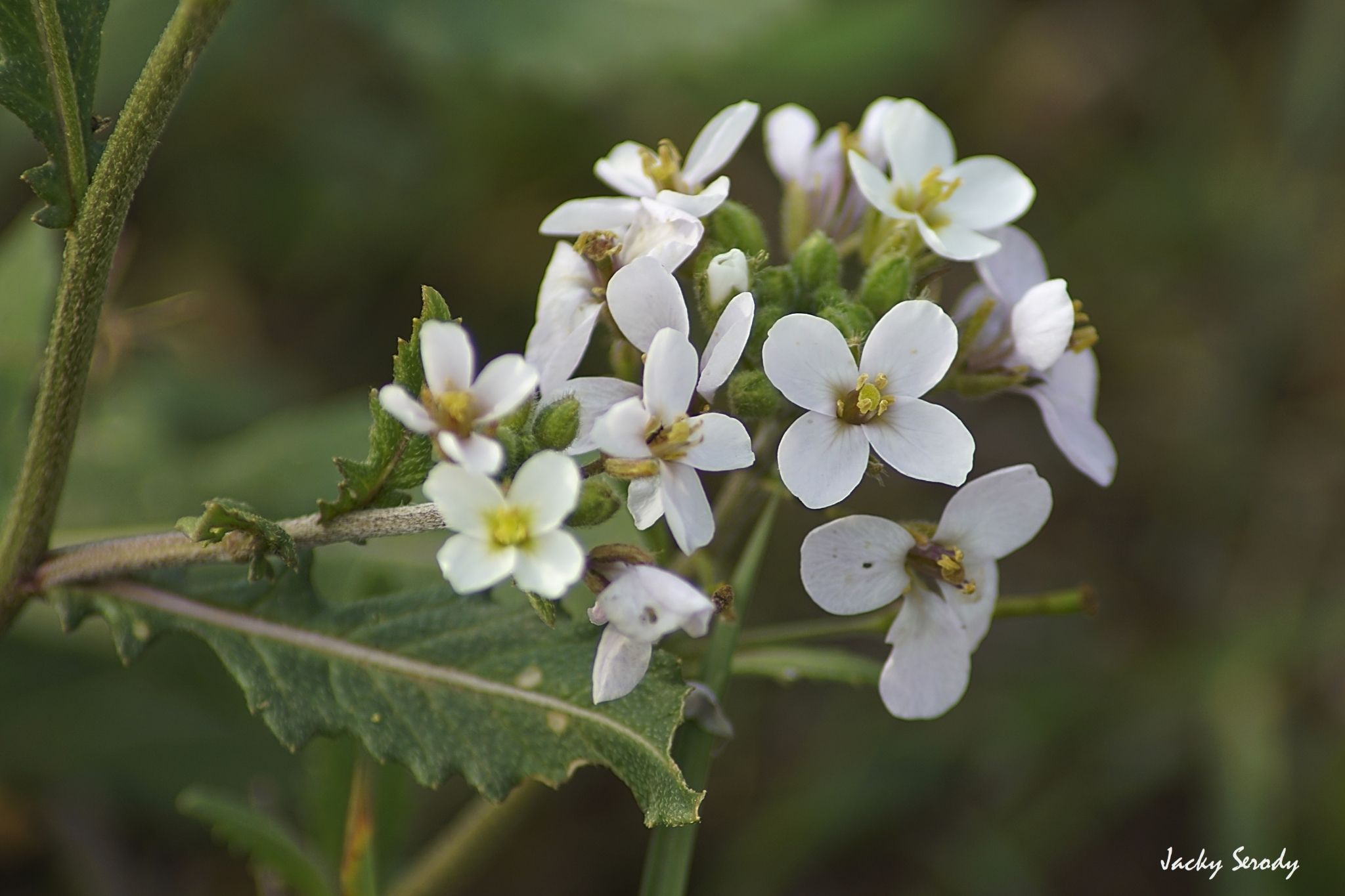 Diplotaxis erucoides