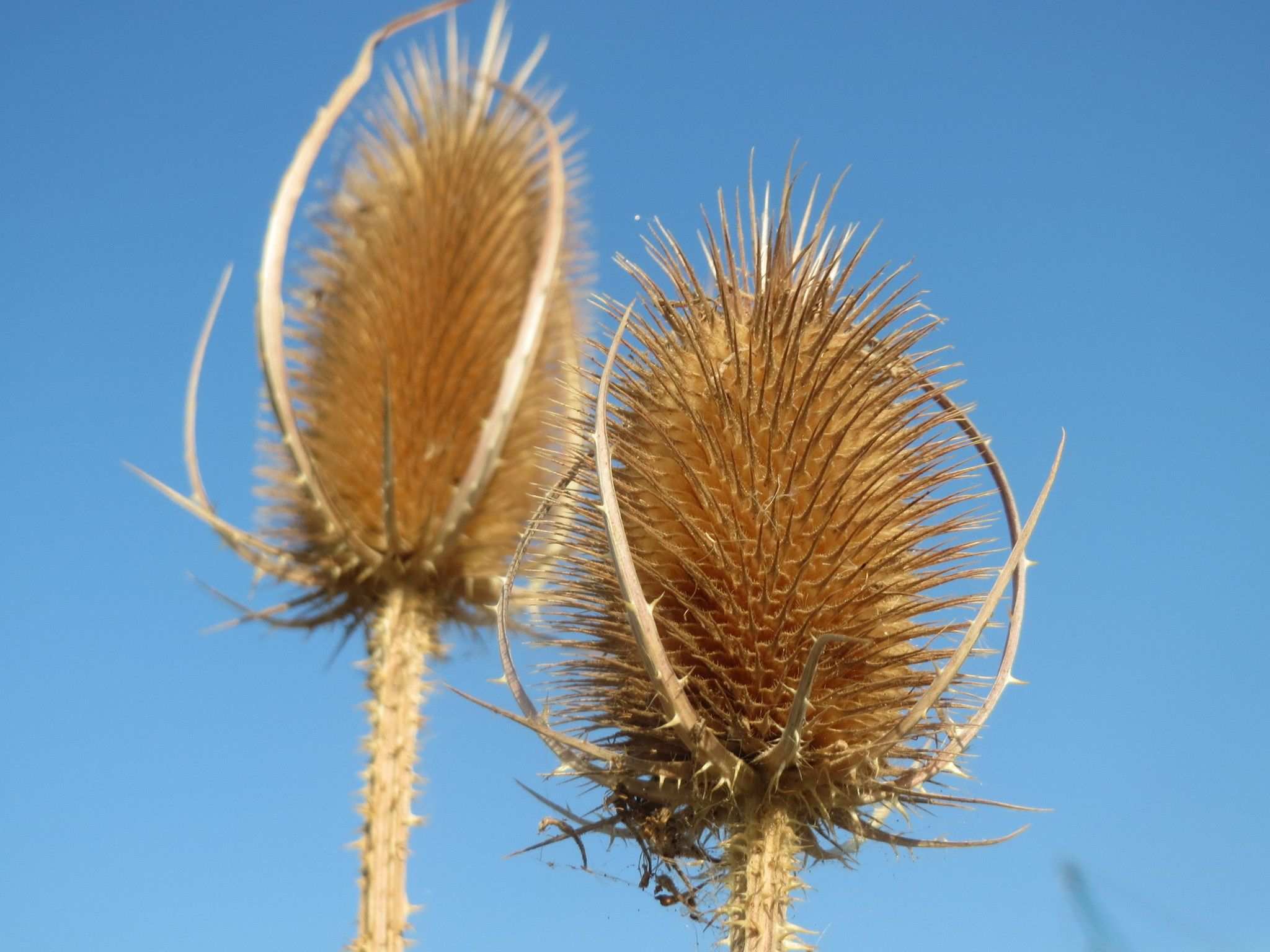 Dipsacus fullonum