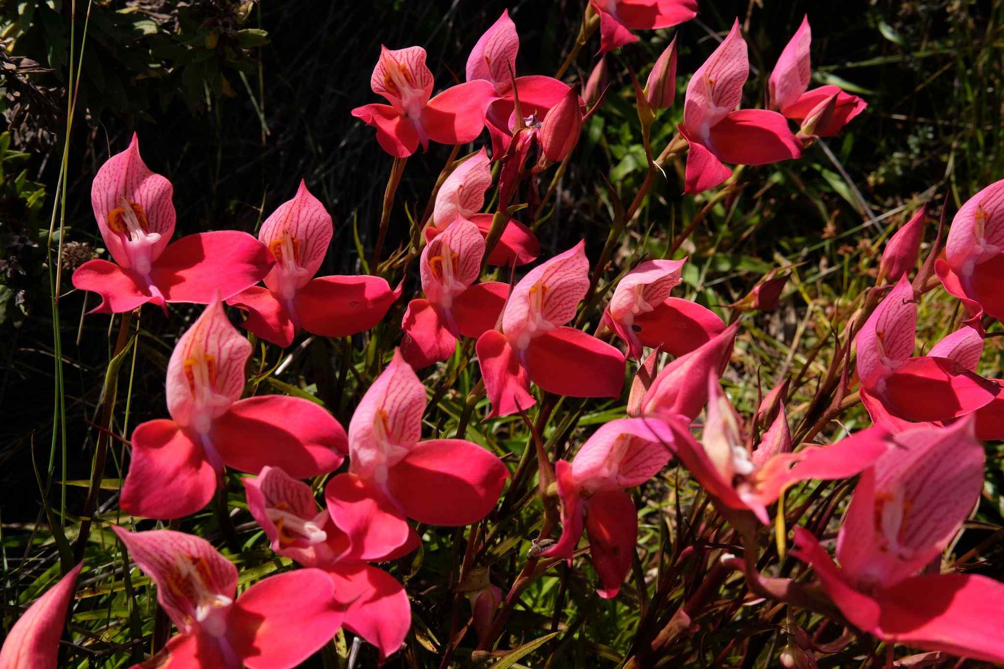 Disa uniflora