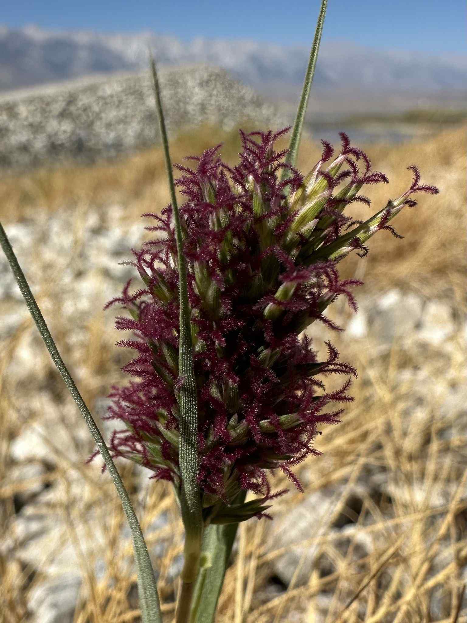 Distichlis spicata