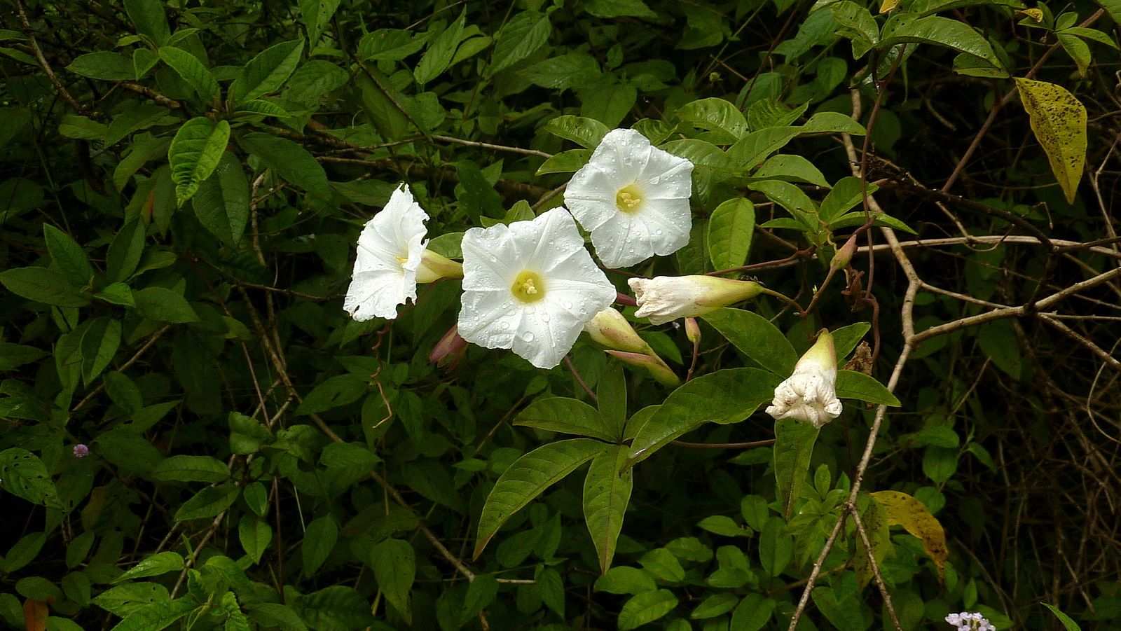 Distimake macrocalyx