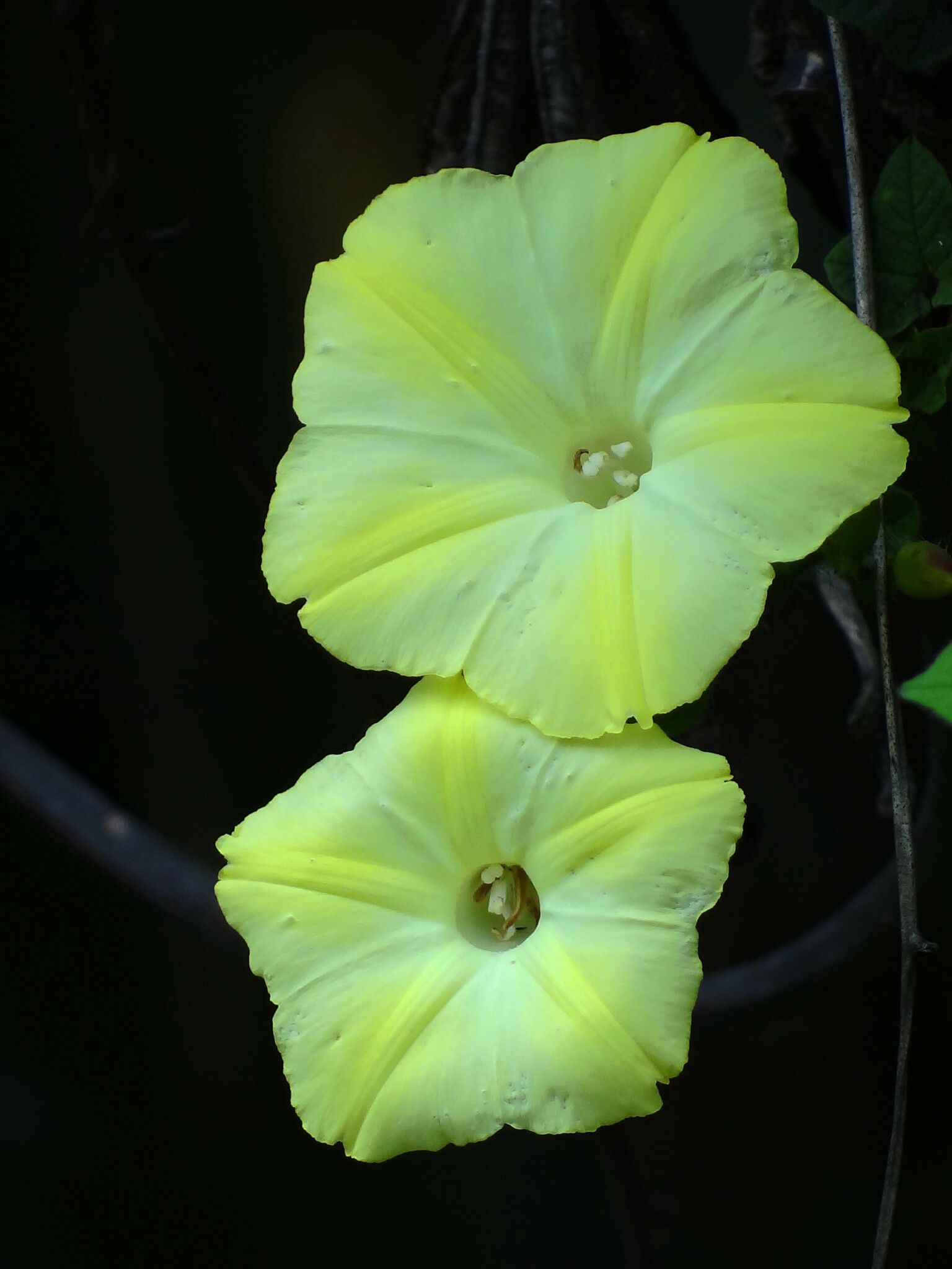 Distimake vitifolius