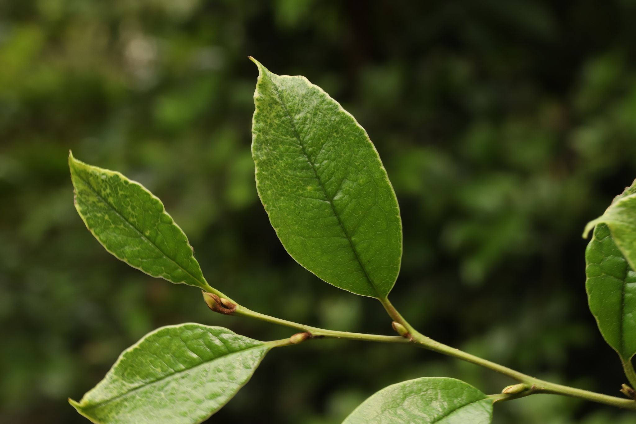 Distylium myricoides