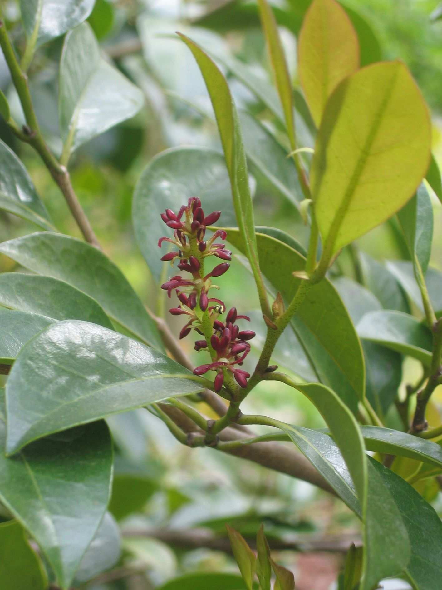 Distylium racemosum