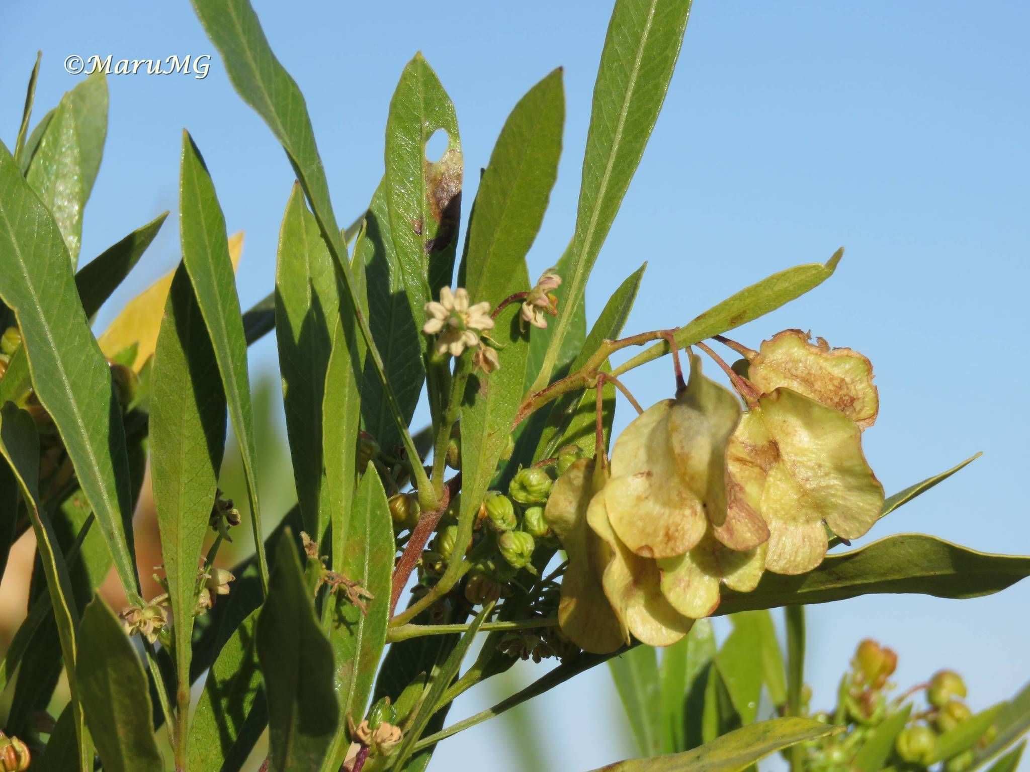 Dodonaea viscosa