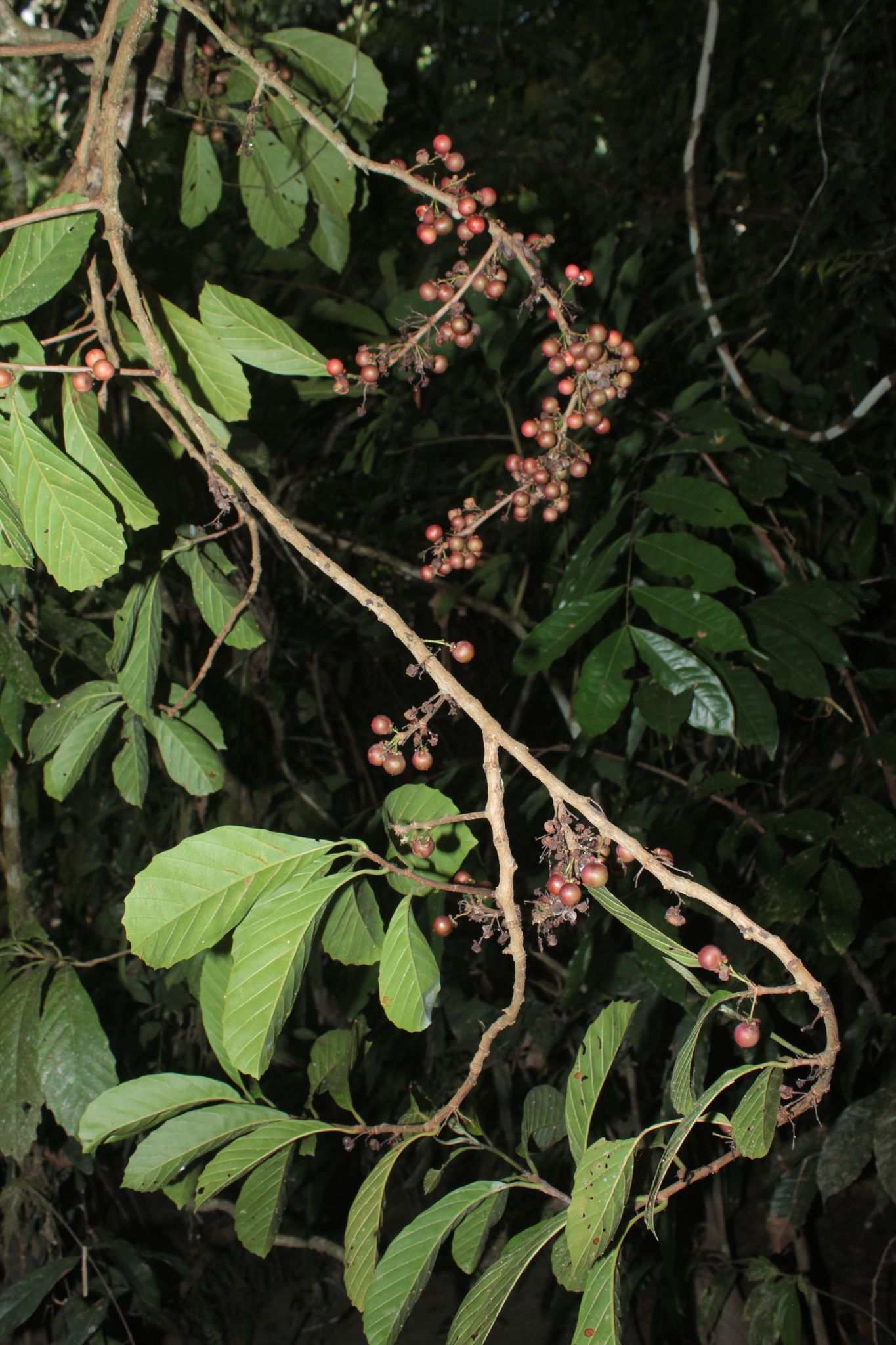Doliocarpus dentatus