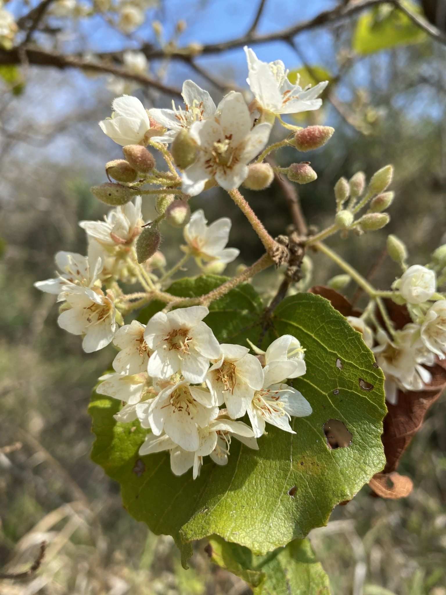 Dombeya