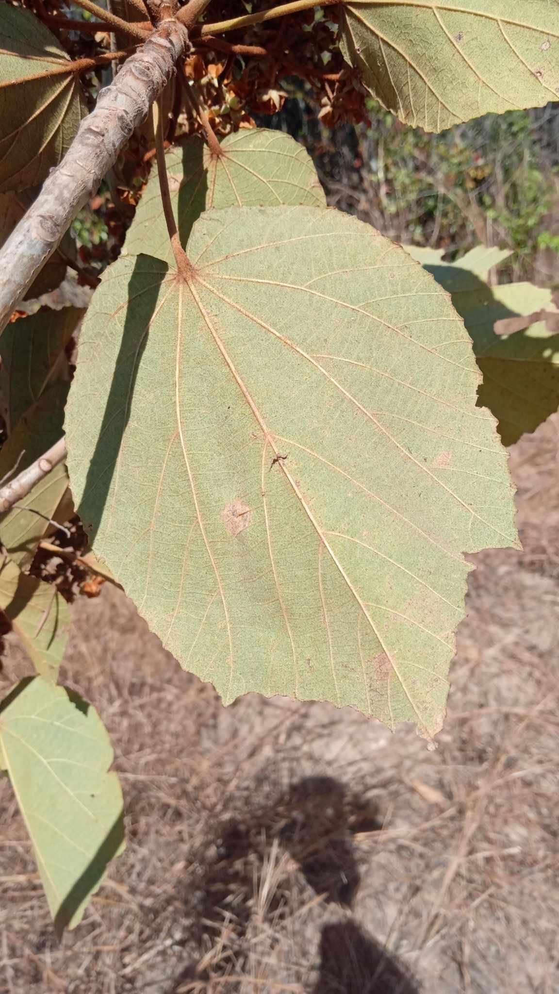 Dombeya acutangula