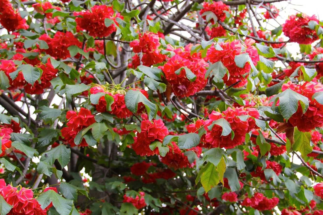 Dombeya cacuminum