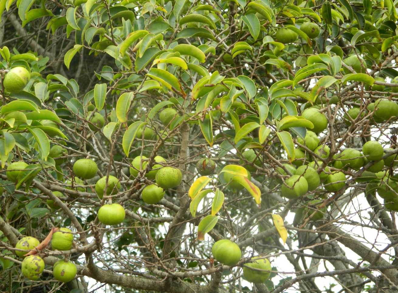 Donella viridifolia