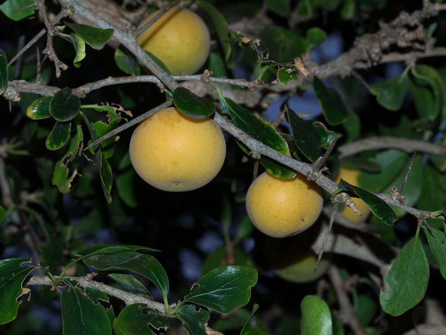 Dovyalis caffra