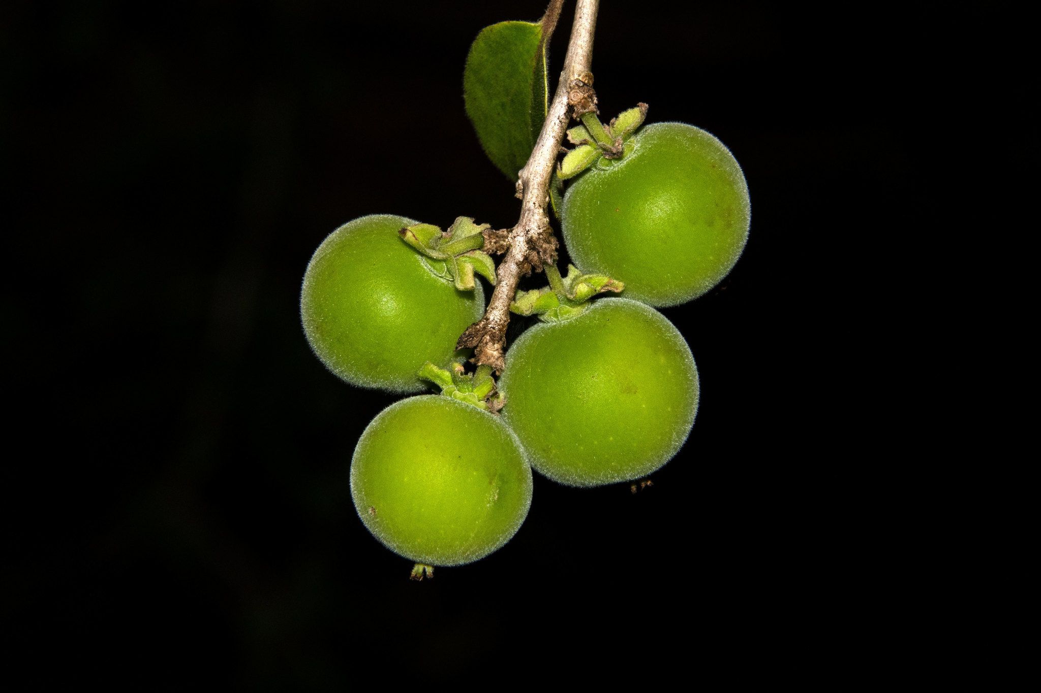 Dovyalis hebecarpa