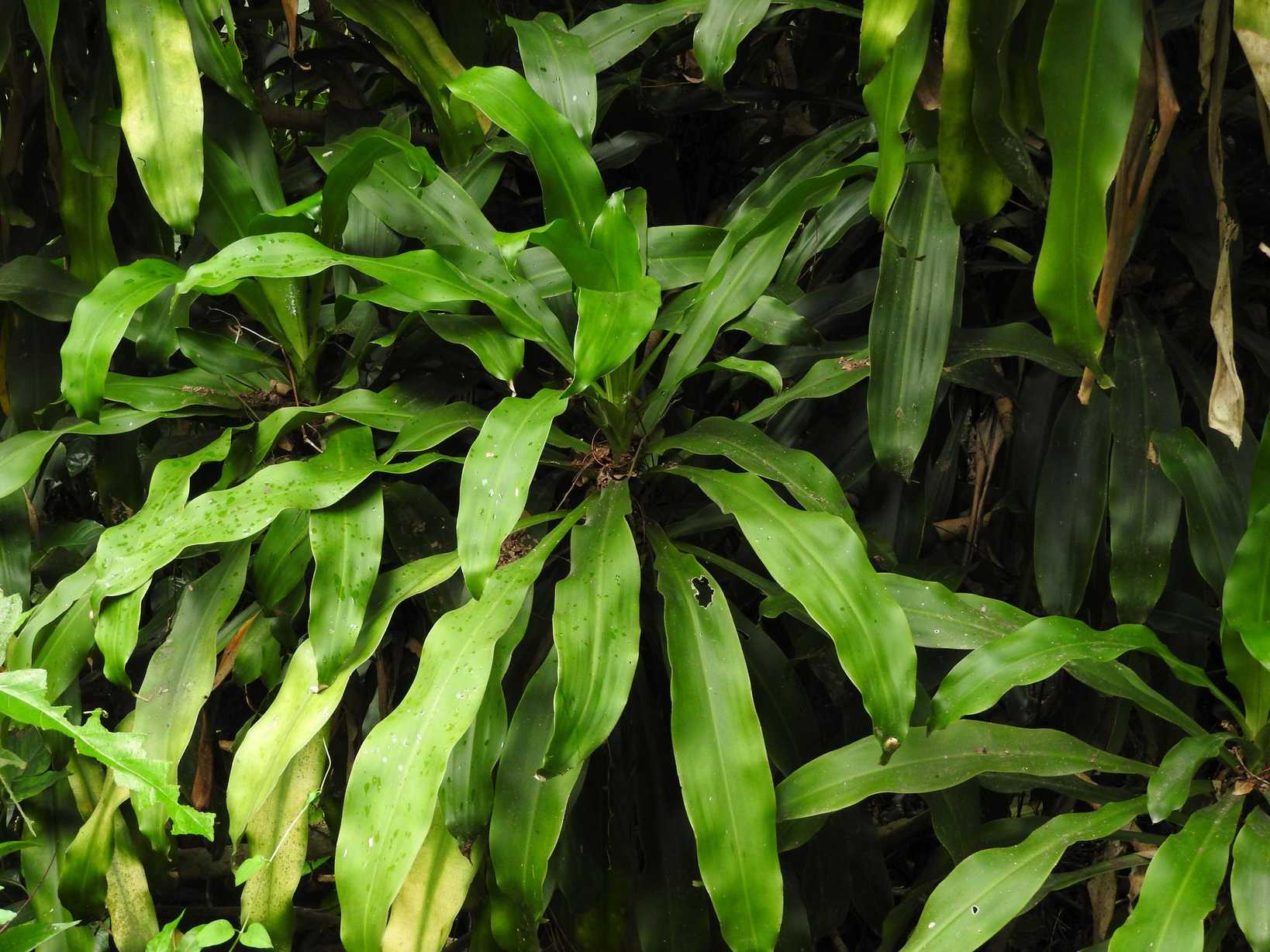 Dracaena deremensis
