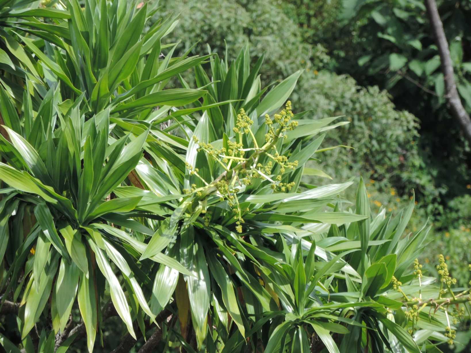 Dracaena steudneri