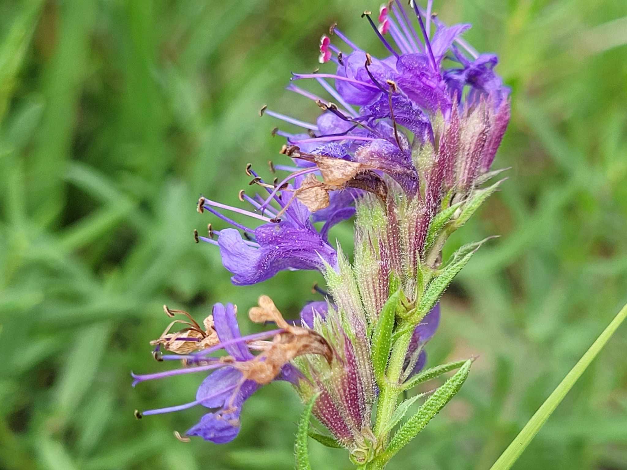 Dracocephalum officinale