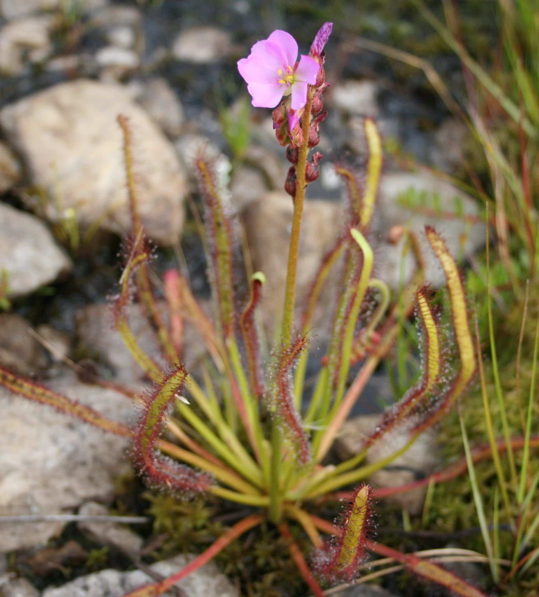 Drosera capensis