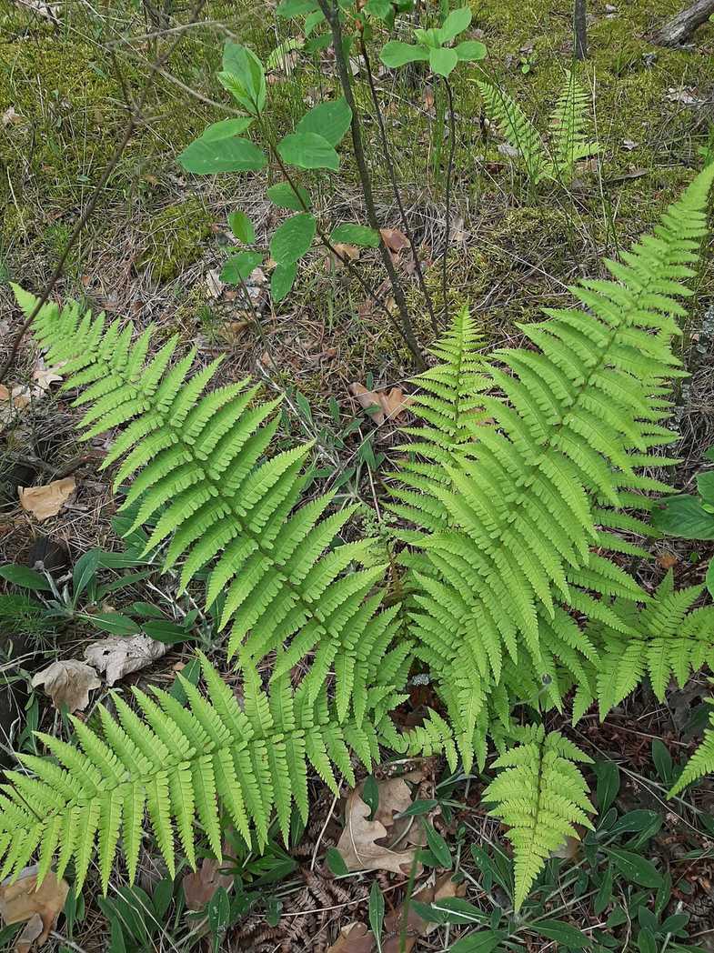 Dryopteris