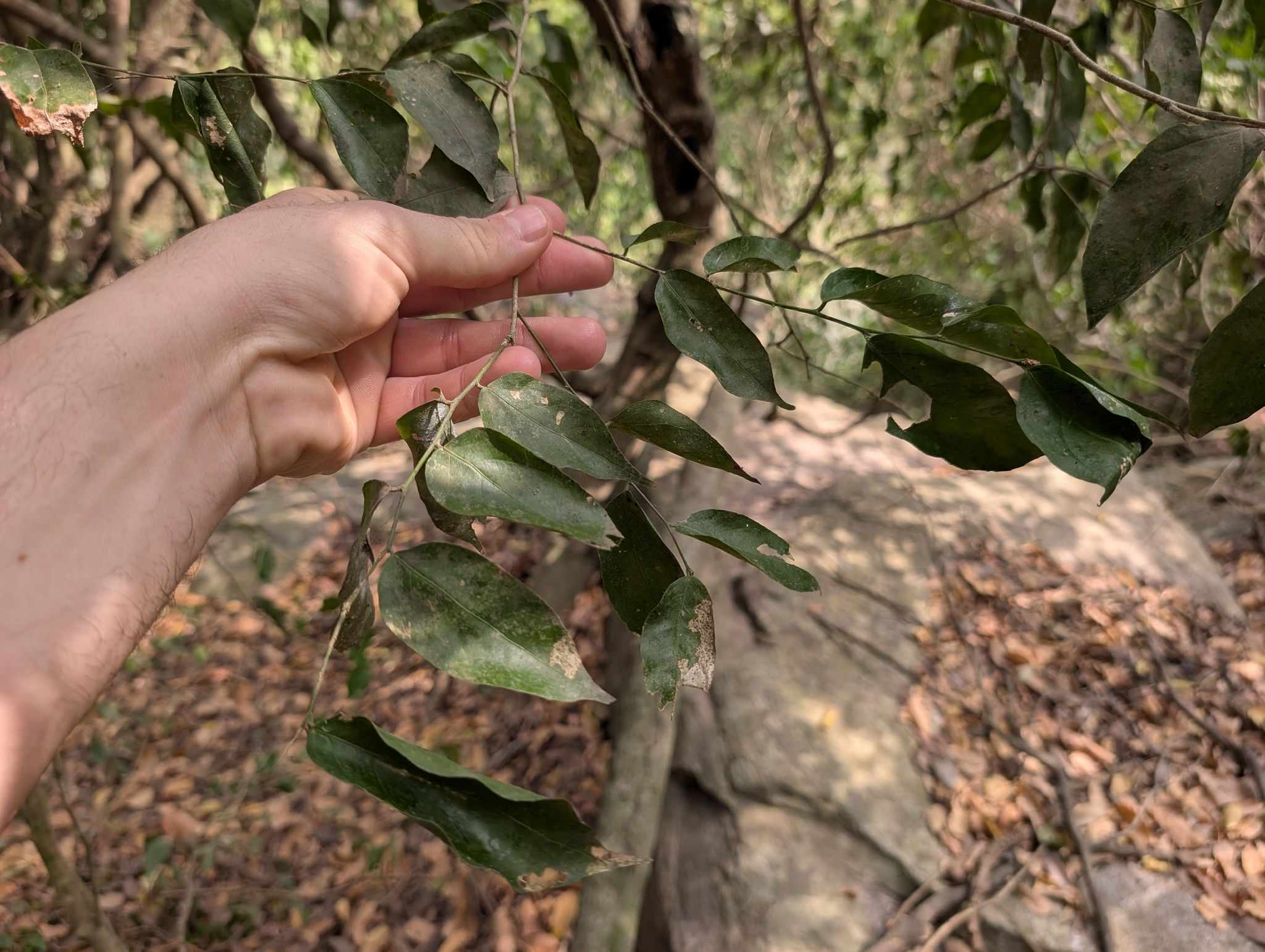 Drypetes floribunda