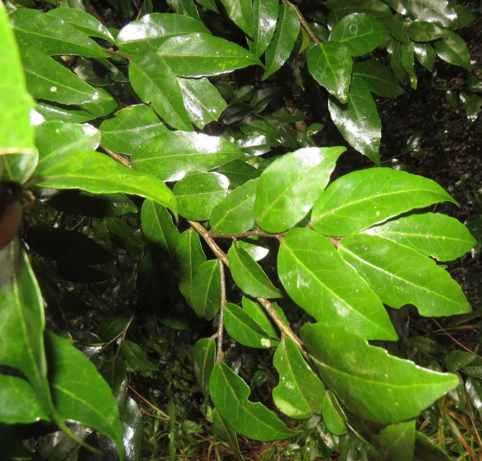 Drypetes gerrardii